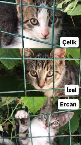 İZEL ÇELİK ERCAN YUVA ARIYOR-SAMSUN fotoğraf