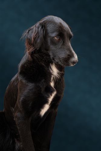 Kedi gibi köpek fotoğraf