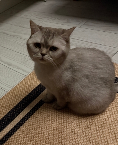 Kedimiz Sağlıklı acil fotoğraf