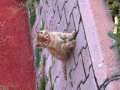 cekik gözlü sarışın tatlı yavru kedi fotoğraf