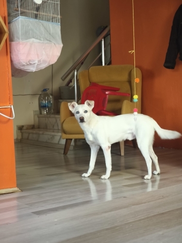 Sevgi böcüğü tüm hayvanlar ile ararsı çok iyi sorunsuz bir masum fotoğraf