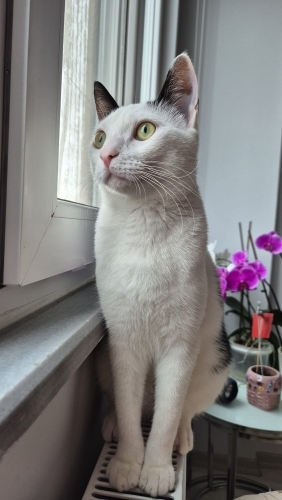 Güzel kızımız Hera için ömürlük yuva arıyoruz fotoğraf