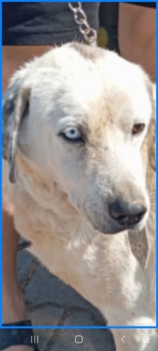 Mavi gözlü köpeğimiz yuva arıyoruz fotoğraf