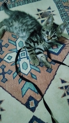 Minik Tekir Oğluş Yuvasını Arıyor fotoğraf