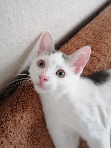 PAMUK PRENS İÇİN GÜVENLİ BİR YUVA ARIYORUM. fotoğraf