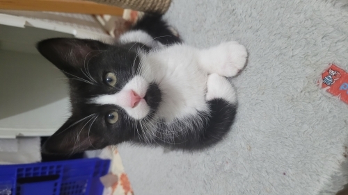 Zeytin paşama yuva fotoğraf