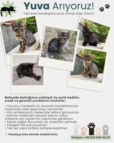 Küçük oyuculara yuva olmak ister misiniz? fotoğraf