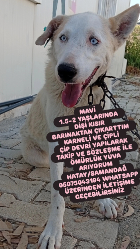Mavi yuva arıyor fotoğraf