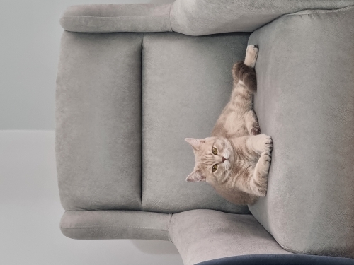 7 aylık british shorthair fotoğraf