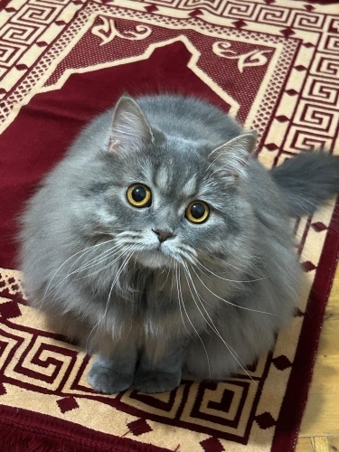 Ücretsiz sahiplenme pofidik tuğlu British kedi fotoğraf