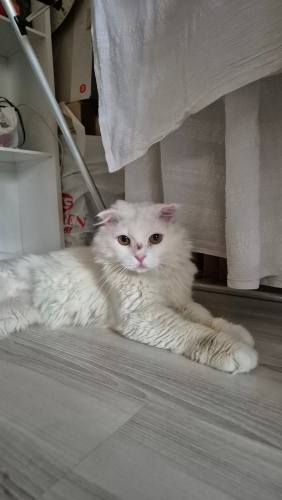 Bu güzel yavrumuza ÇOK ACİL yuva arıyoruz!! fotoğraf