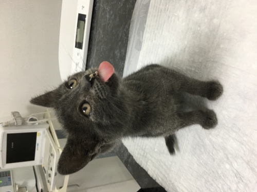 Russian Blue+Tekir Karışımı Yavru Yuva Arıyor fotoğraf