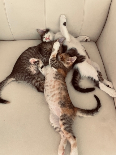 Ömürlük yuva arıyorum. fotoğraf