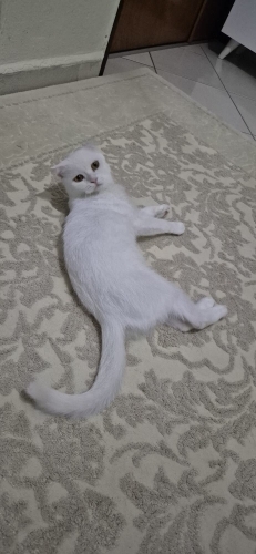 SCOOTİSH ÜCRETSİZ KEDİ fotoğraf