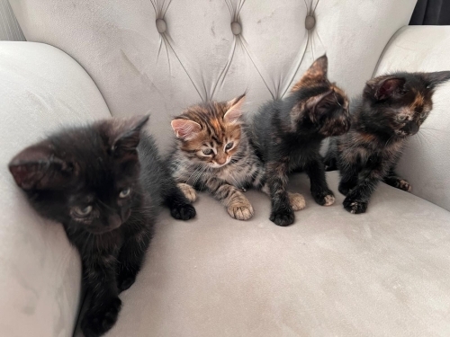 Evinize Neşe Katacak 4 Muhteşem Silindir! 🐾 fotoğraf