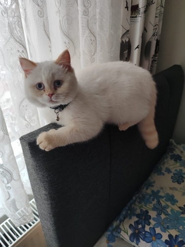 Mia yuva arıyor fotoğraf