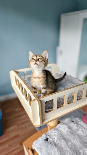 48 günlük yavru dişi kedi ÇITIR fotoğraf