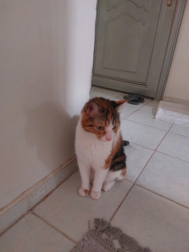 MİA' KIZIMIZA ACİL YUVA ARIYORUZ fotoğraf