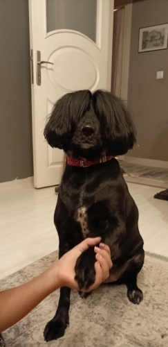 Lia Akıllı Uslu Eğitimli fotoğraf