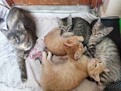 Kedi protein alerjim yüzünden acil kedilerimize yuva arıyoruz fotoğraf