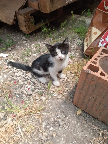 Minik smokine yuva arıyoruz. fotoğraf