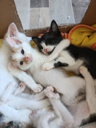 Bir avuç mutluluk fotoğraf