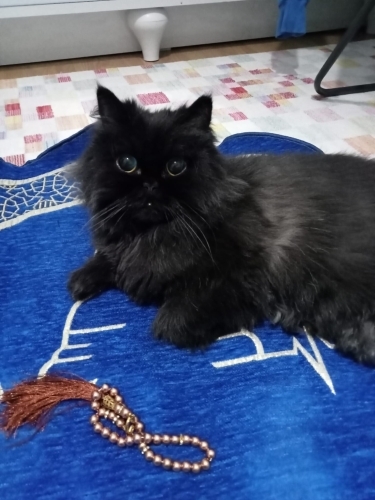 Sevecen ve uyumlu kedimiz yeni ailesini arıyor fotoğraf