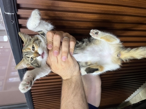 Tatlı yavrumuza yuva arıyoruz fotoğraf