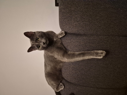 Kral ciddiyetinde bir kedi fotoğraf