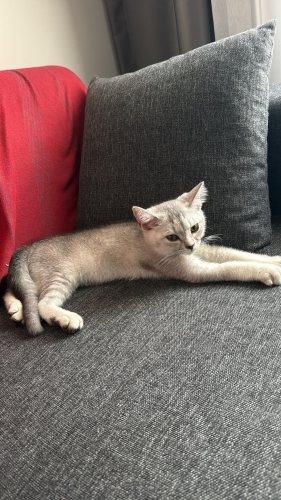 çok tatlı tuvalet eğitimi var fotoğraf