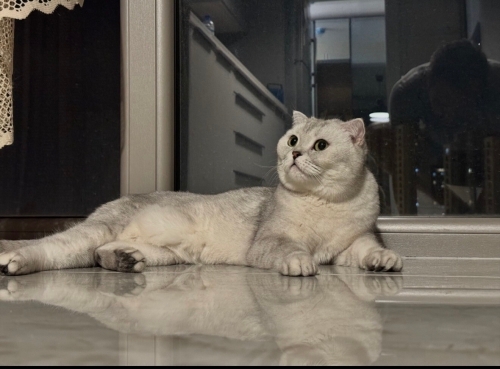Toroman için Yuva arıyoruz fotoğraf