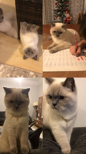 Onu çok sevecek yeni evini arıyor fotoğraf