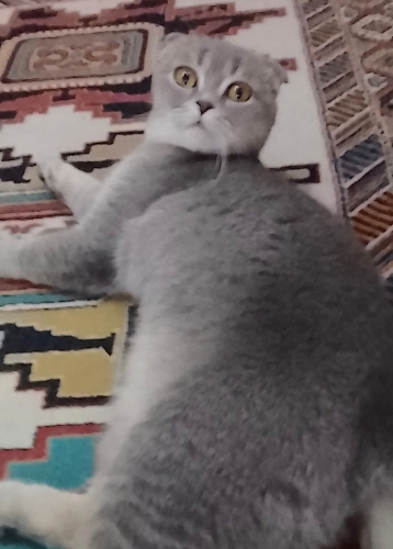 Benim de bir yuvam olsun😿 fotoğraf