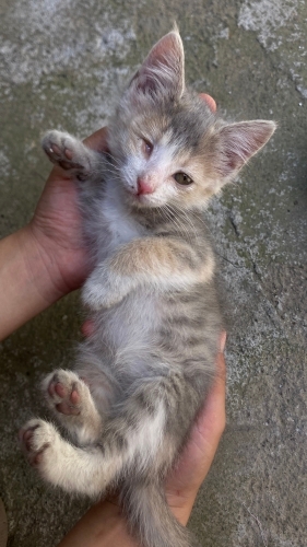 oyuncu tatlı kedi mia fotoğraf