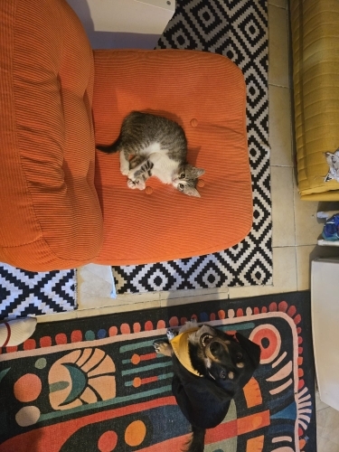 savaşcı ve dayanıklı kedimize bi yuva bulalım!! fotoğraf