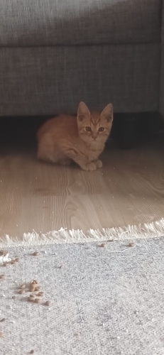 TURUNCU KEDİSEVERLERE GELSİN..!! fotoğraf