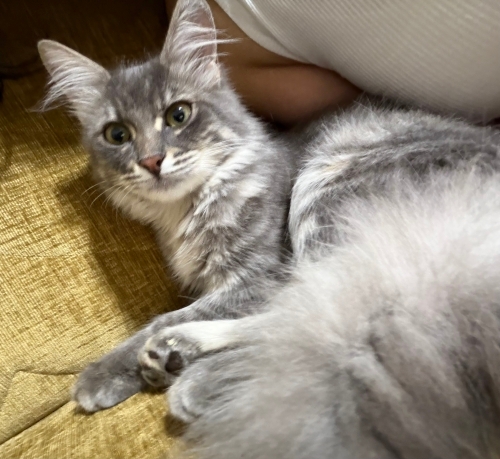 🐾 DUMAN ÖMÜRLÜK YUVA ARIYOR 🐾 fotoğraf