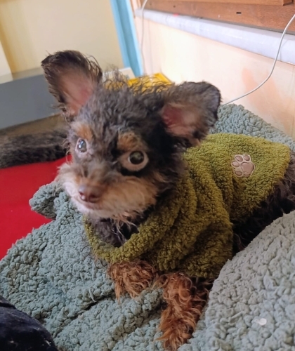 Ücretsiz kısır dişi maltipoo küçük boy fotoğraf