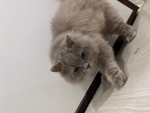 Kedi sahiplendirme fotoğraf