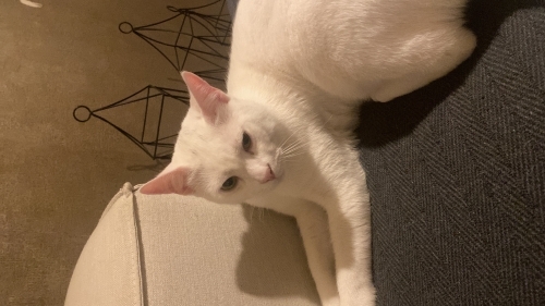 Acil yuva aranıyor fotoğraf