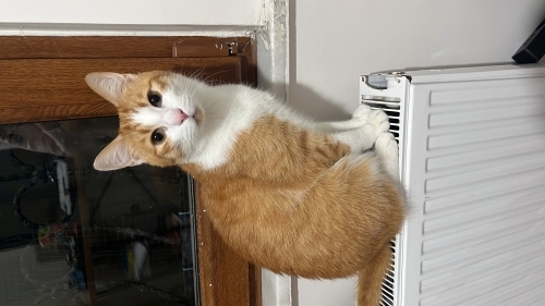 Turuncu Bir Mutluluk Paketi fotoğraf