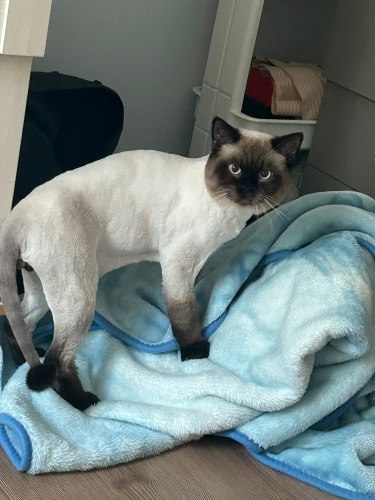 Tofu ve Miço yuva arıyor fotoğraf