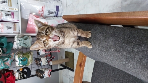 Kimyona yuva arıyoruz fotoğraf