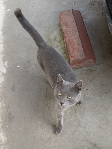 Erkek Russian Blue fotoğraf