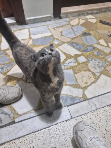 Apartmana sığınan tatlı kedi yuva arıyor fotoğraf