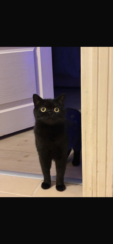 Siyah cins sakin kedi fotoğraf