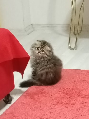 Kirik kulak uzun tüy çok oyuncu fotoğraf
