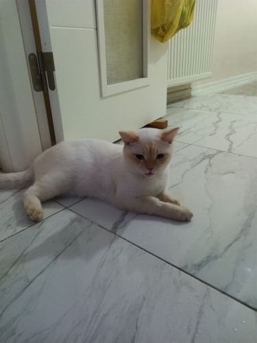 Sokağa atıldı yuva arıyor fotoğraf