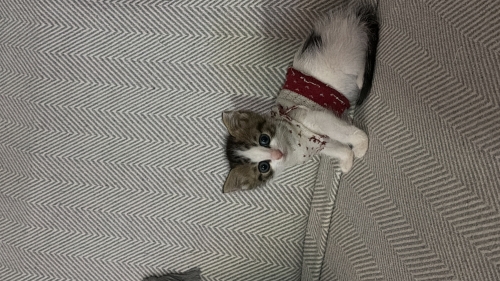 Kediğimizin 2 aylık bebeklerini sahiplendiriyoruz. fotoğraf