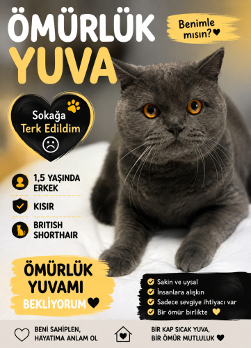 Acil british yuva arıyoruz fotoğraf